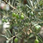 Balıkesir'den zeytin üreticilerine destek