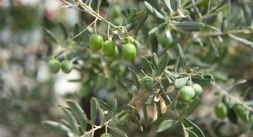 Balıkesir’den zeytin üreticilerine destek