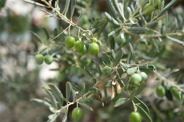 Balıkesir'den zeytin üreticilerine destek