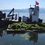 İzmir Körfez’inde oluşan deniz marulları temizleniyor