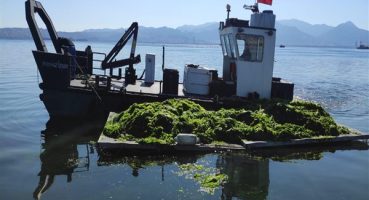 İzmir Körfez’inde oluşan deniz marulları temizleniyor