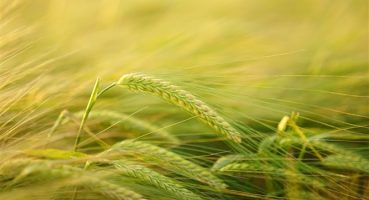 Konfrut, portföyüne tahıl bitki grubu ürünlerini kattı