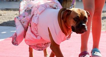 Narlıdere’de can dostlara özel festival