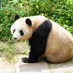 "Sihai" ve "Jingjing" adlı pandalar Katar’a gidiyor