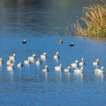 Çin, dünyada en çok "uluslararası sulak alan kenti" bulunan ülke