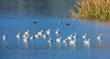 Çin, dünyada en çok “uluslararası sulak alan kenti” bulunan ülke