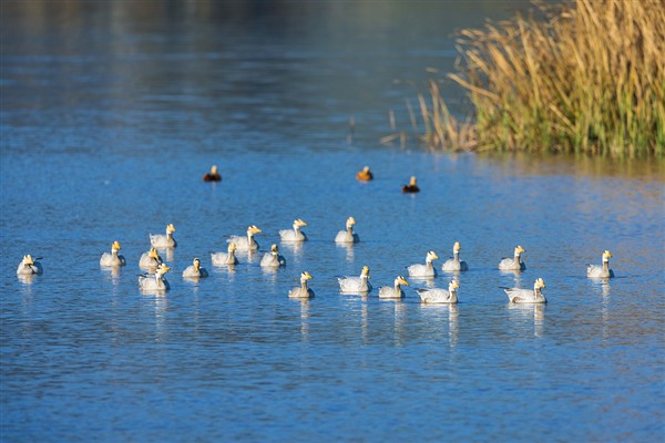 Çin, dünyada en çok "uluslararası sulak alan kenti" bulunan ülke