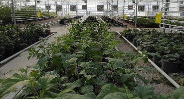 Keçiören’deki Akıllı Serada Onlarca Tür Bitki Yetişiyor