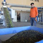 Mersin'in zeytinleri, zeytinyağı olarak aşhanelerde kullanılıyor