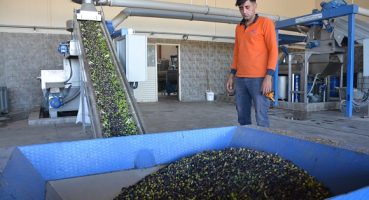Mersin’in zeytinleri, zeytinyağı olarak aşhanelerde kullanılıyor