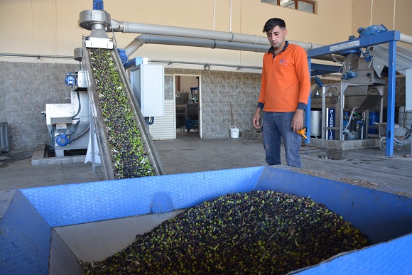 Mersin'in zeytinleri, zeytinyağı olarak aşhanelerde kullanılıyor