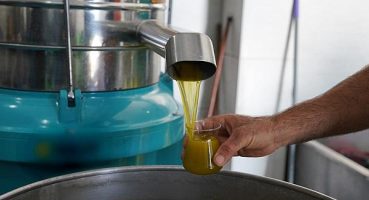 Seferihisar Belediyesi Zeytinyağı Sıkımına Başladı