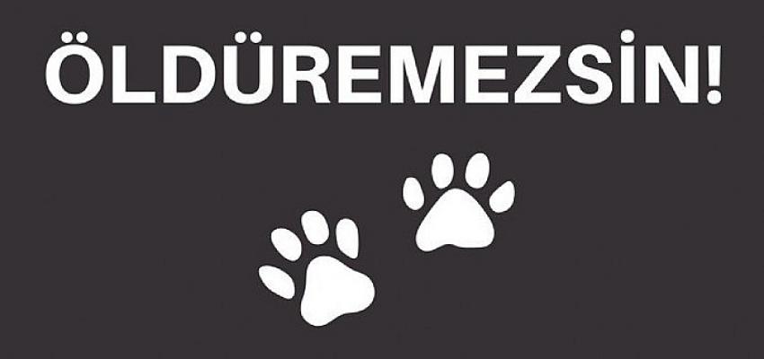 sokak-hayvanlarina-yonelik-siddeti-durdurmak-icin-rekor-destek.jpg