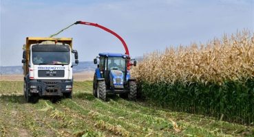 Tarım Kampüsü’nde yetiştirilen silajlık mısır hasadı yapıldı