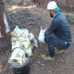 Trakya’da sahil çamından 30 ton  reçine üretimi yapıldı