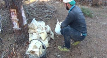 Trakya’da sahil çamından 30 ton  reçine üretimi yapıldı