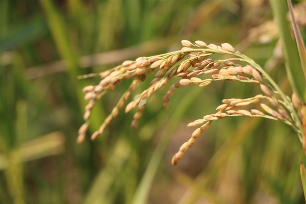 Wang Yi: "Çin'in hibrit pirinç teknolojisi küresel gıda yetersizliğinin çözülmesine katkı sağladı"