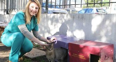 Bayraklı Belediyesinden sokak kedilerine sıcak yuva