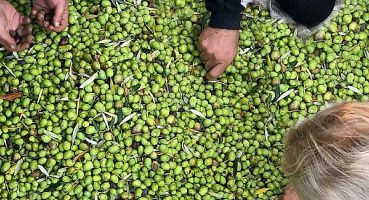 Güllü Konakları’nda zeytin hasadı bir başka