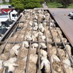 Kayseri’den tarım ve hayvancılığa 100 milyon TL’nin üzerinde yatırım