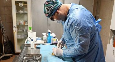 Kemer’de 1.425 sokak hayvanı kısırlaştırıldı