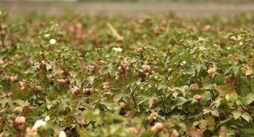 Altınyıldız Classics'ten doğa dostu kendinden renkli pamuk için ilk hasat