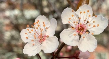 Pera Müzesi Türk Müziği Konserleri'nde Bu Ay: “Bahar Şarkıları"