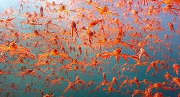 Okyanustaki Casus: Derin Denizlere Kameralarla Yolculuk