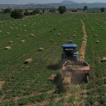 434-dekar-araziden-elde-edilen-kaba-yem-ureticiye-dagitilacak.jpg