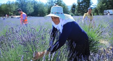 Muğla Büyükşehir Koku Vadisi'nde Lavanta Şenliği Düzenliyor