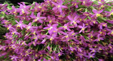 Kırmızı Kantaron Yağı Faydaları Neler