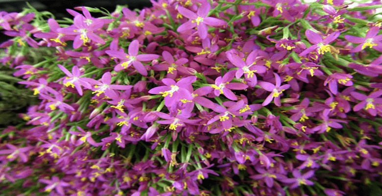 Kırmızı Kantaron Yağı Faydaları Neler