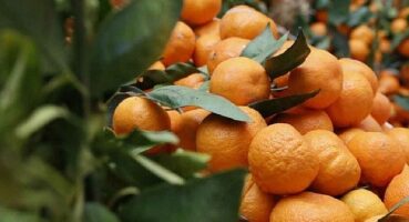 Seferihisar “Turuncu Bayrama” hazır