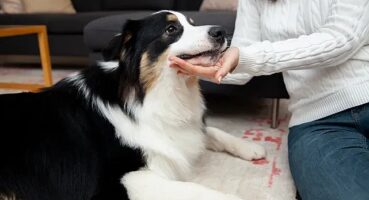 Evcil Dostları Stresten Koruyacak 6 İpucu