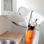 Hamam Böcekleri ve Alerjiler: Sağlığınızı Nasıl Etkiliyorlar